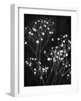 Delicate 1-Ann Bailey-Framed Art Print