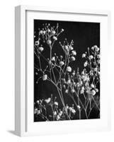 Delicate 2-Ann Bailey-Framed Art Print