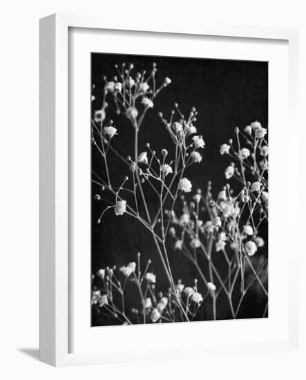 Delicate 2-Ann Bailey-Framed Art Print