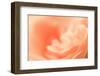 Delicate Abstract Orange Rosy Background-malija-Framed Photographic Print