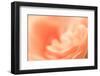 Delicate Abstract Orange Rosy Background-malija-Framed Photographic Print