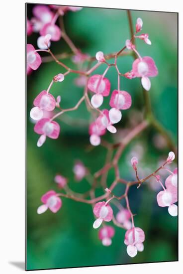 Delicate Begonia I-Erin Berzel-Mounted Photographic Print