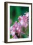 Delicate Begonia II-Erin Berzel-Framed Photographic Print