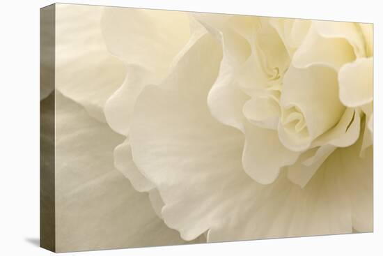 Delicate Begonia II-Rita Crane-Stretched Canvas