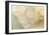 Delicate Begonia II-Rita Crane-Framed Photographic Print