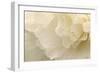 Delicate Begonia II-Rita Crane-Framed Photographic Print