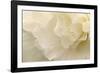 Delicate Begonia II-Rita Crane-Framed Photographic Print