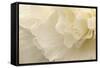 Delicate Begonia II-Rita Crane-Framed Stretched Canvas