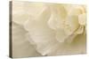 Delicate Begonia II-Rita Crane-Stretched Canvas