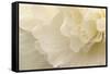 Delicate Begonia II-Rita Crane-Framed Stretched Canvas