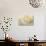 Delicate Begonia II-Rita Crane-Photographic Print displayed on a wall
