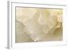 Delicate Begonia II-Rita Crane-Framed Photographic Print