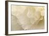 Delicate Begonia II-Rita Crane-Framed Photographic Print