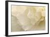 Delicate Begonia II-Rita Crane-Framed Photographic Print