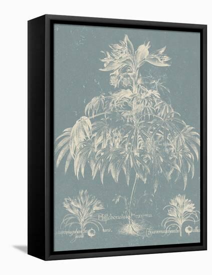 Delicate Besler Botanical I-Vision Studio-Framed Stretched Canvas