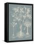 Delicate Besler Botanical II-Vision Studio-Framed Stretched Canvas