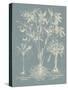 Delicate Besler Botanical II-Vision Studio-Stretched Canvas