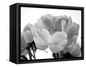 Delicate Blossom I-Nicole Katano-Framed Stretched Canvas