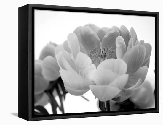 Delicate Blossom I-Nicole Katano-Framed Stretched Canvas