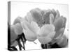 Delicate Blossom I-Nicole Katano-Stretched Canvas