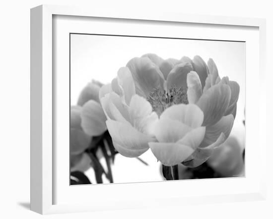 Delicate Blossom I-Nicole Katano-Framed Photo