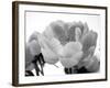 Delicate Blossom I-Nicole Katano-Framed Photo