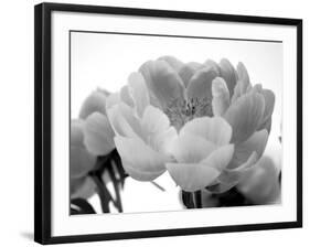 Delicate Blossom I-Nicole Katano-Framed Photo