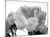 Delicate Blossom I-Nicole Katano-Mounted Photo