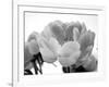 Delicate Blossom I-Nicole Katano-Framed Photo