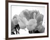 Delicate Blossom I-Nicole Katano-Framed Photo