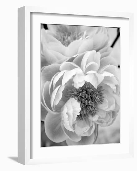 Delicate Blossom III-Nicole Katano-Framed Photo