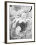 Delicate Blossom III-Nicole Katano-Framed Photo