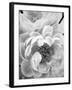 Delicate Blossom III-Nicole Katano-Framed Photo