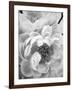 Delicate Blossom III-Nicole Katano-Framed Photo