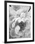 Delicate Blossom III-Nicole Katano-Framed Photo