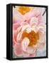 Delicate Blossom III-Nicole Katano-Framed Stretched Canvas