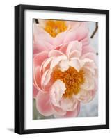 Delicate Blossom III-Nicole Katano-Framed Photo