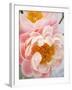 Delicate Blossom III-Nicole Katano-Framed Photo