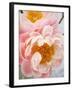 Delicate Blossom III-Nicole Katano-Framed Photo