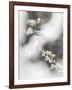 Delicate Blossom-Mikael Svensson-Framed Giclee Print