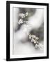 Delicate Blossom-Mikael Svensson-Framed Giclee Print