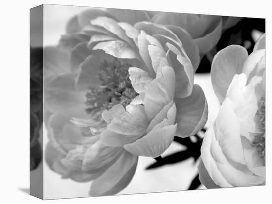 Delicate Blossom-Nicole Katano-Stretched Canvas