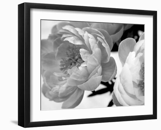 Delicate Blossom-Nicole Katano-Framed Photo