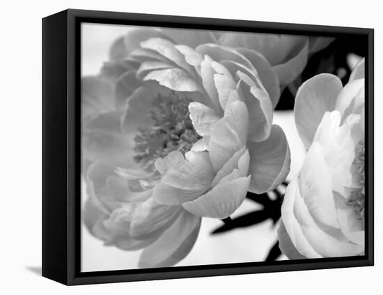 Delicate Blossom-Nicole Katano-Framed Stretched Canvas