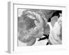 Delicate Blossom-Nicole Katano-Framed Photo