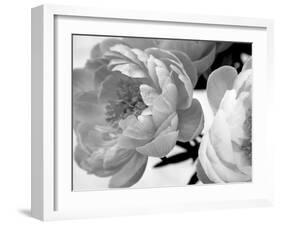 Delicate Blossom-Nicole Katano-Framed Photo