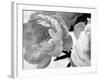 Delicate Blossom-Nicole Katano-Framed Photo