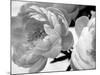 Delicate Blossom-Nicole Katano-Mounted Photo