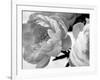 Delicate Blossom-Nicole Katano-Framed Photo