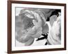 Delicate Blossom-Nicole Katano-Framed Photo